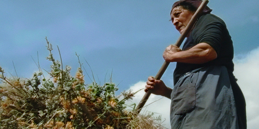 Occupied Territories