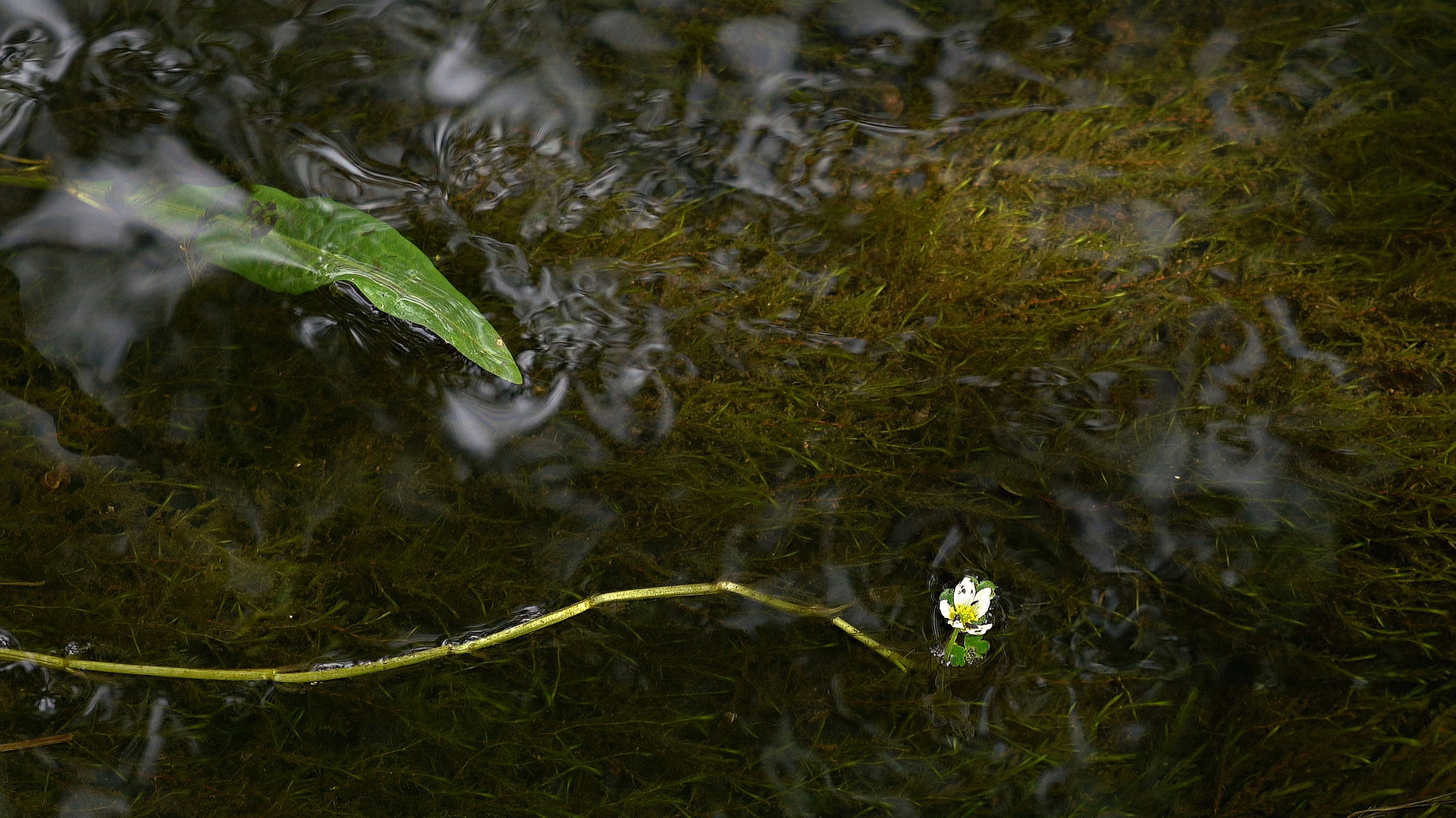 mdoc festival Os pássaros mudam de cor