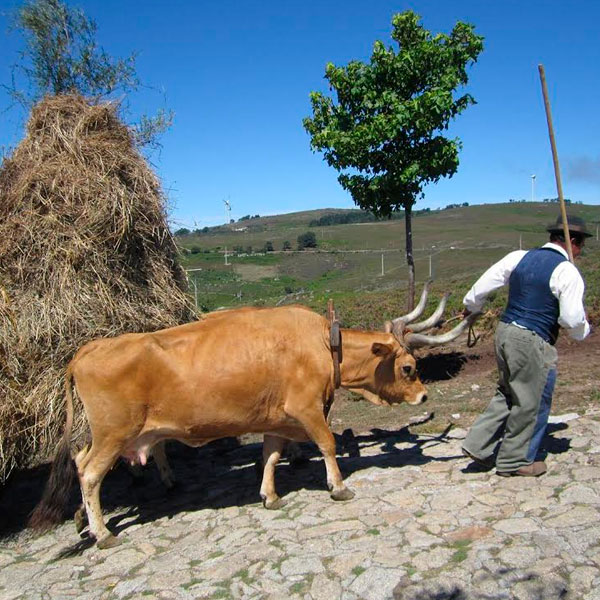 dia do brandeiro